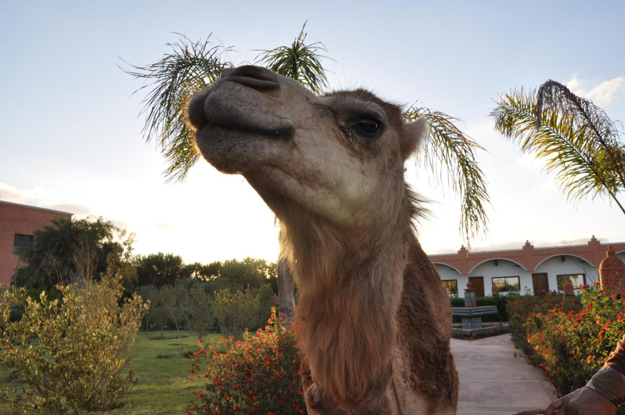 Riad Hamdani Derroua Экстерьер фото